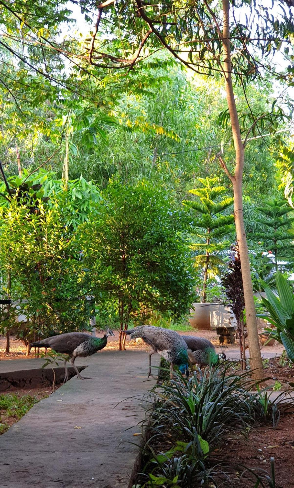 Sunshine Resort & Spa Sigiriya Bagian luar foto